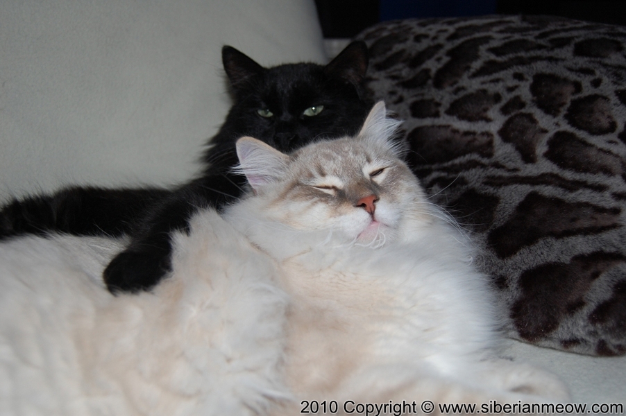 Siberian Meow Cattery, Hypoallergenic cats: Bars and Antony