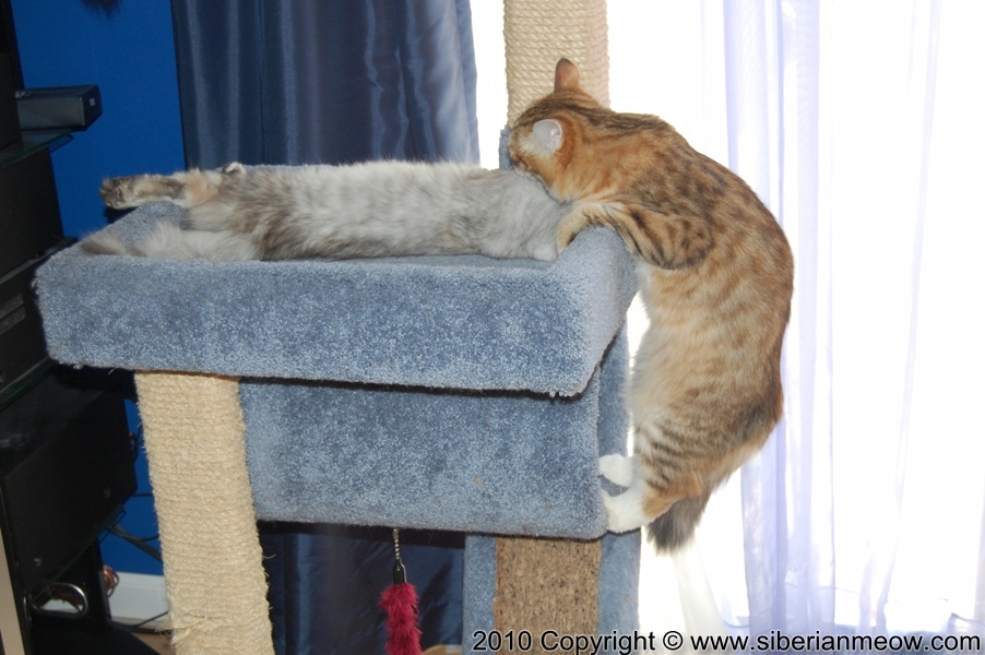 Siberian Meow Cattery, Hypoallergenic cats: Yurata and Eropheya