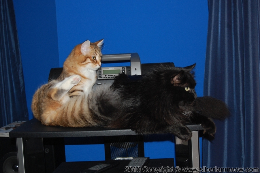 Siberian Meow Cattery, Hypoallergenic cats: Yurata and Bars