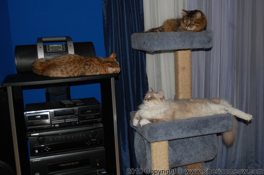 Siberian Meow Cattery, Hypoallergenic cats: Yurata, Antony and Alex