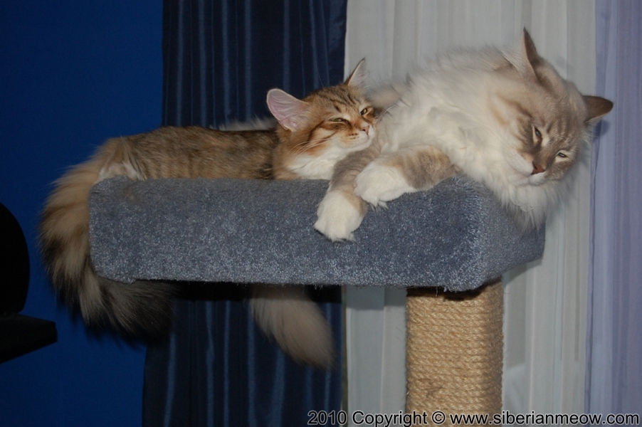 Siberian Meow Cattery, Hypoallergenic cats: Yurata and Antony