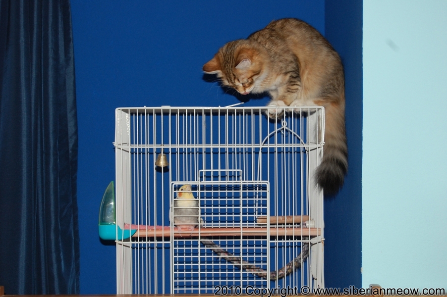 Siberian Meow Cattery, Hypoallergenic cats: Yurata and Cockatiel Vasiya