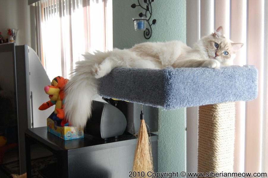 Favorite Photos of Siberian Meow Cattery