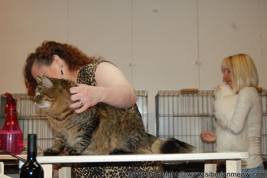 Favorite Photos of Siberian Meow Cattery