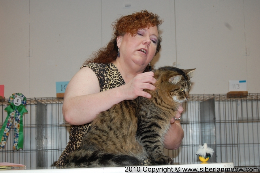 Favorite Photos of Siberian Meow Cattery