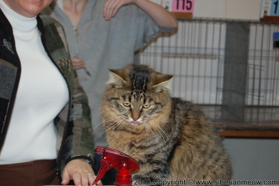 Favorite Photos of Siberian Meow Cattery
