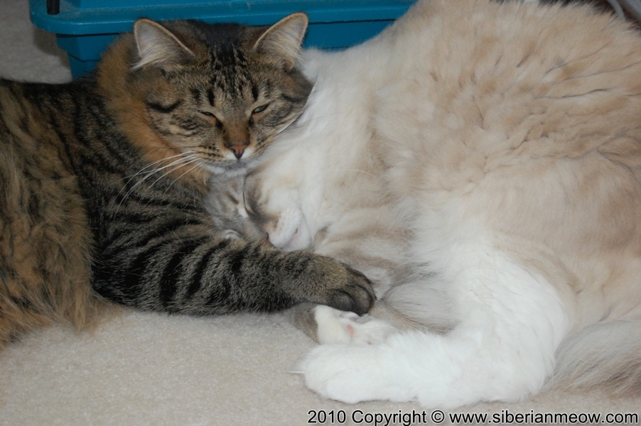 Favorite Photos of Siberian Meow Cattery