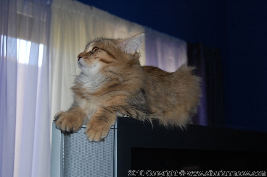 Favorite Photos of Siberian Meow Cattery