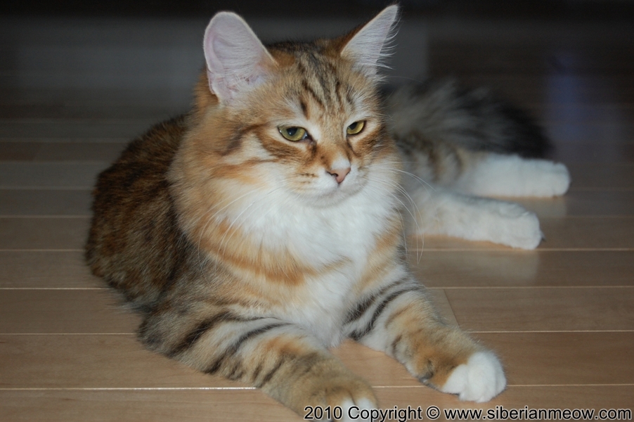 Favorite Photos of Siberian Meow Cattery