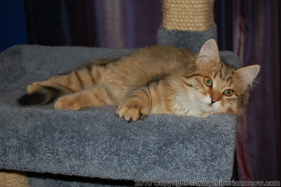 Favorite Photos of Siberian Meow Cattery