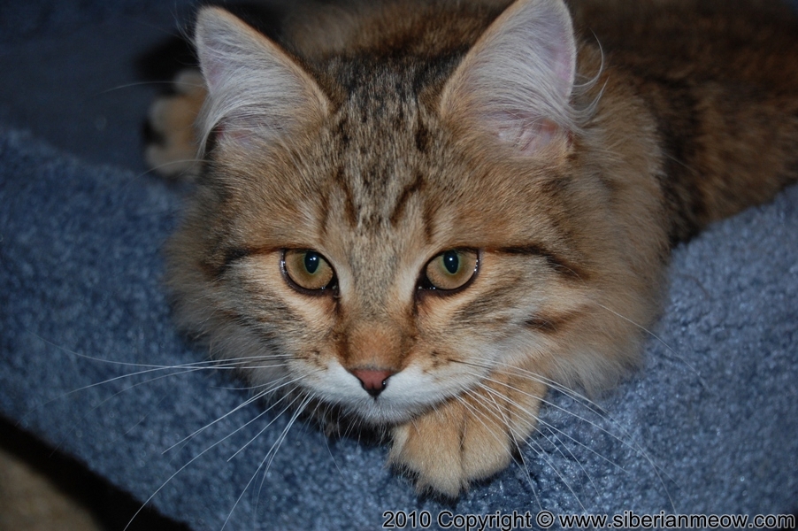 Favorite Photos of Siberian Meow Cattery