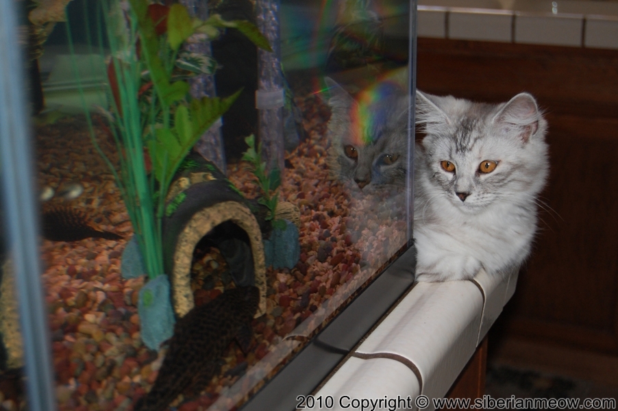 Favorite Photos of Siberian Meow Cattery