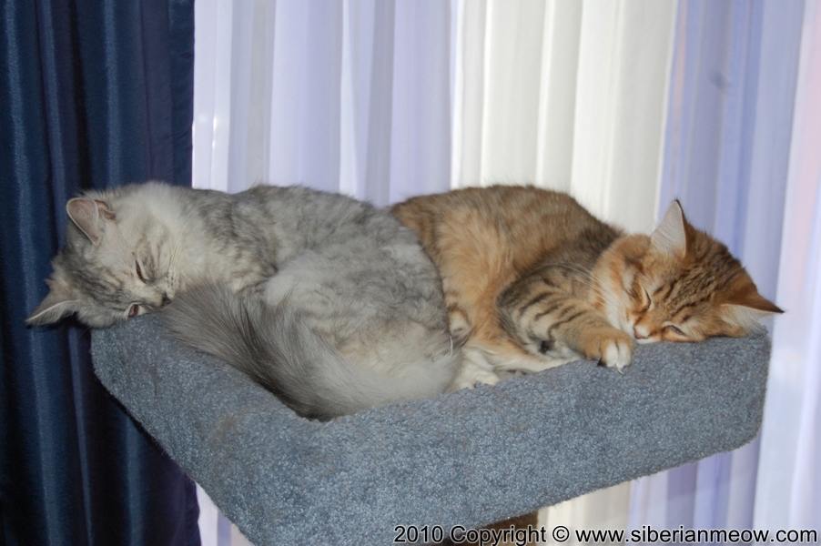 Favorite Photos of Siberian Meow Cattery