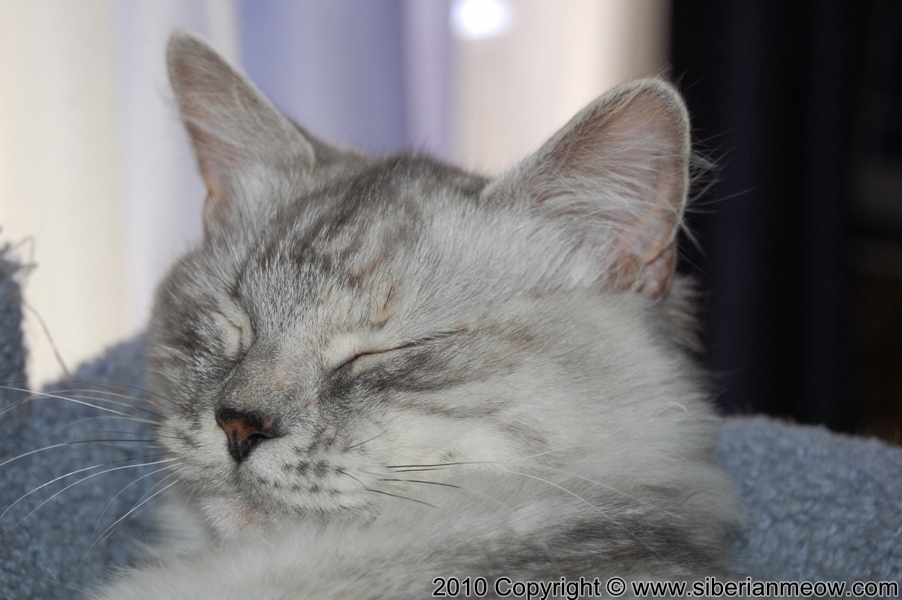 Favorite Photos of Siberian Meow Cattery