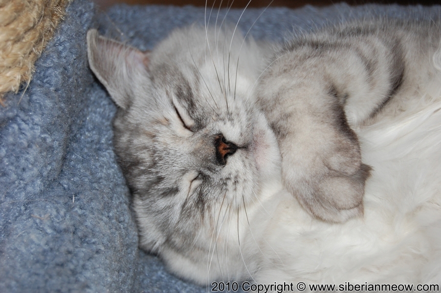 Favorite Photos of Siberian Meow Cattery