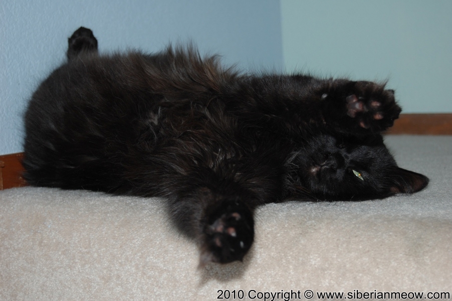 Favorite Photos of Siberian Meow Cattery