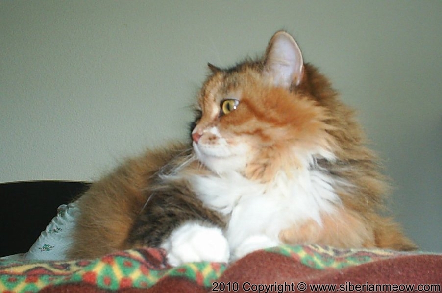 Favorite Photos of Siberian Meow Cattery
