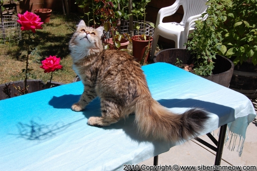 Siberian Meow Cattery, Hypoallergenic cats: Ruslana Sibaris of Siberina Meow