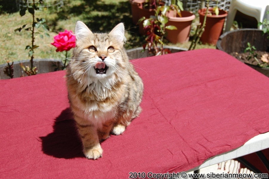 Siberian Meow Cattery, Hypoallergenic cats: Ruslana Sibaris of Siberina Meow