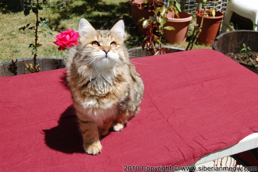 Siberian Meow Cattery, Hypoallergenic cats: Ruslana Sibaris of Siberina Meow