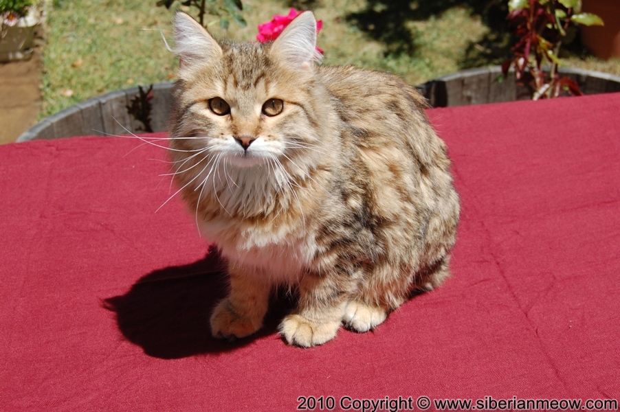 Siberian Meow Cattery, Hypoallergenic cats: Ruslana Sibaris of Siberina Meow