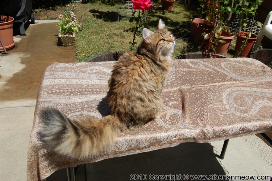 Siberian Meow Cattery, Hypoallergenic cats: Ruslana Sibaris of Siberina Meow