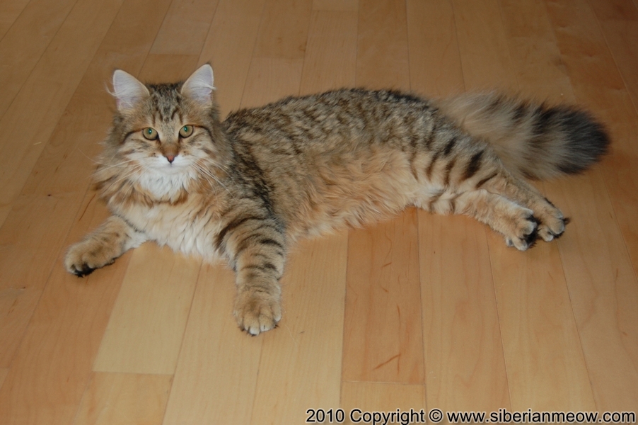 Siberian Meow Cattery, Hypoallergenic cats: Ruslana Sibaris of Siberina Meow