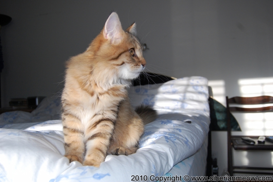 Siberian Meow Cattery, Hypoallergenic cats: Ruslana Sibaris of Siberina Meow
