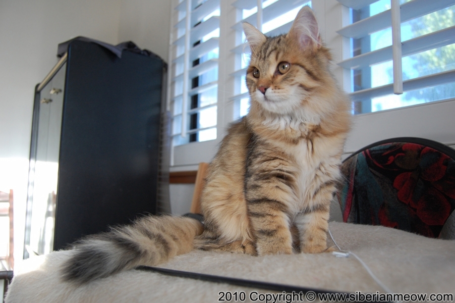 Siberian Meow Cattery, Hypoallergenic cats: Ruslana Sibaris of Siberina Meow
