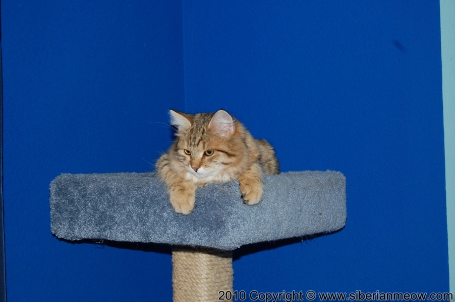 Siberian Meow Cattery, Hypoallergenic cats: Ruslana Sibaris of Siberina Meow