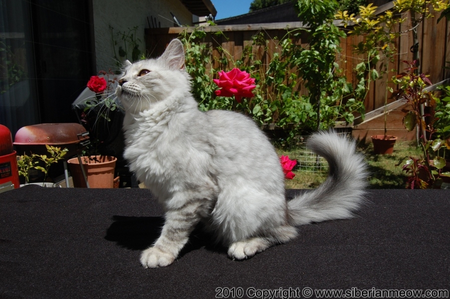 EDELWEISS EROPHEYA OF SIBERIANMEOW